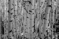 Black and White Aspen Turnk in Thick Forest