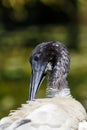 Black and White Australian White Ibis close up head shot