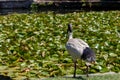 Black and White Australian White Ibis standing near lily covered pond