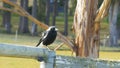 Black and white australian magpie sitting on an old fence