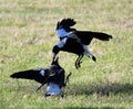 Black and white Australian Magpies Gymnorhina Tibicen having a tiff over food.