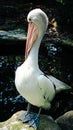 The black and white Australian pelican, also known as Pelecanus conspicillatus, is very large and distinctive. The beak is very la Royalty Free Stock Photo