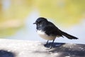 Black and white Australian Willie Wagtail perching on a wooden bench.