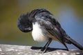 Black and white Australian Willie Wagtail preening itself perching on a wooden bench.