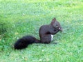 Black white austrian squirrel eats a nut with his little paws in Vienna in a park