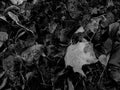 Black and white autumnal leaf fullframe background