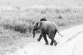Black and white Baby African elephant Loxodonta africana Royalty Free Stock Photo