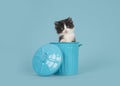 Black and white baby cat in a blue trashcan on a blue background