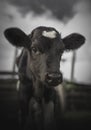 Baby Cow on an Ecuadorian Farm Staring at Camera on a Cloudy Day Royalty Free Stock Photo