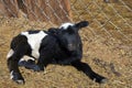 Baby lamb on the farm Royalty Free Stock Photo
