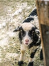 Black and white baby sheep lamb portrait during winter Royalty Free Stock Photo