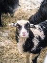 Black and white baby sheep lamb portrait during winter Royalty Free Stock Photo