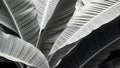 Black and white background of banana leaf. Tropical palm leaves texture. Royalty Free Stock Photo