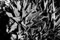 A black and white background of floral elementds full of tiny spikes Royalty Free Stock Photo