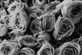 Black-white background of many delicate roses