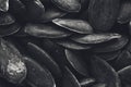 A black and white food background texture image of pumpkin seeds. Royalty Free Stock Photo