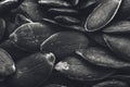 A black and white food background texture image of pumpkin seeds. Royalty Free Stock Photo