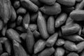 A black and white food background texture image of sunflower seeds. Royalty Free Stock Photo