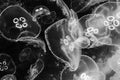 Black-white background from transparent jellyfish. Royalty Free Stock Photo