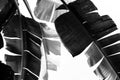 Black and white banana leafs Royalty Free Stock Photo