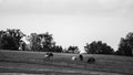 Black and white banner of horses grazing in a pasture Royalty Free Stock Photo