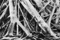 black and white banyan root tree Royalty Free Stock Photo