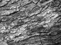 Black and white , bark of tree texture Royalty Free Stock Photo