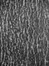 Black and white , bark of tree texture Royalty Free Stock Photo