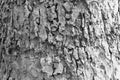Black and white bark of tree texture , soft focus Royalty Free Stock Photo