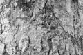 Black and white bark of tree texture , soft focus Royalty Free Stock Photo