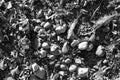 Black and white beach stones texture Royalty Free Stock Photo