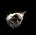 Dog nose close up Royalty Free Stock Photo