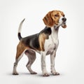 Black And White Beagle Standing Illustration On Grey Background