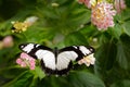 Black and white beautiful butterfly from India Blue Mormon, Papilio polymnestor, sitting on the green leaves. Insect in dark Royalty Free Stock Photo