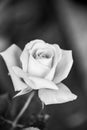 Black and white, beautiful, delicate rose Royalty Free Stock Photo