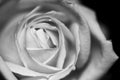 Black and white, beautiful, delicate rose Royalty Free Stock Photo