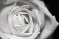 Black and white, beautiful, delicate rose Royalty Free Stock Photo