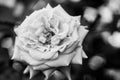 Black and white, beautiful, delicate rose Royalty Free Stock Photo