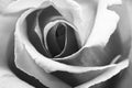 Black and white, beautiful, delicate rose petals Royalty Free Stock Photo