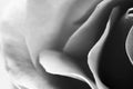 Black and white, beautiful, delicate rose petals