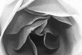 Black and white, beautiful, delicate rose petals