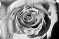 Black and white, beautiful, delicate rose petals Royalty Free Stock Photo