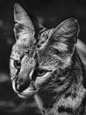 Black and white face of a lynx beautiful wild cat Royalty Free Stock Photo