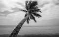 Black and white beautiful landscape of palm near of the ocean