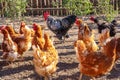 Black and white beautiful rooster and chickens in a hen house on a farm, concept of healthy food without chemistry trend Royalty Free Stock Photo