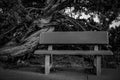 Black and White bench