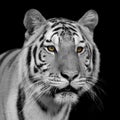 Black and white Bengal tiger Royalty Free Stock Photo