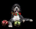 Black and white Bernadoodle dog isolated on black wearing red and green holiday Christmas collar with ornaments Royalty Free Stock Photo