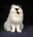 Black and White Bicolor Persian Domestic Cat