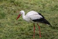 Black and white big bird Stork with a red beak. A stork stands in the grass in a meadow